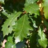 Kindred Spirit Oak #7 - Image 2